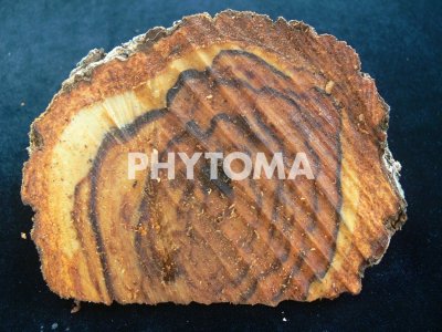 Phomopsis actinidiae